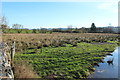 Marshland at Parton Mill Bridge