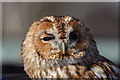 TQ3643 : Tawny Owl, British Wildlife Centre, Lingfield, Surrey by Christine Matthews