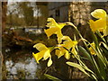 Daffodils by the old mill pond, North Piddle