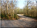 Farm track at Woodside Farm