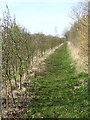 Footpath And New Hedge