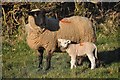 West Somerset : Sheep Grazing