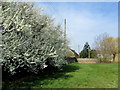 Blossom on the Green at North Deighton