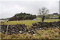 Sheep below Low Houses Farm