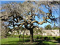 Sophora japonica "Pendula" in Quex Park