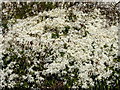 Clematis armandii in Quex Park, Birchington