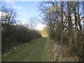 Footpath between trees