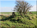 Looking north-east across Honington Heath