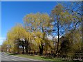 Weeping willows coming into leaf