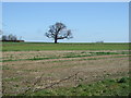 Farmland towards Hodsock Grange