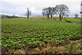 Field of beet at Kirkoswald