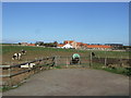 Grazing, Pear Tee Farm