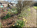 Daffodils and small tree in Orford recreation ground