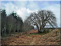 Spital Wood footpath between the deer fence and the boundary wall