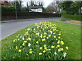 Daffodils next to Claygate Lane