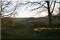 Daffodils by the track to Gorse Farm