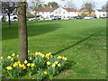 Daffodils on Giggs Hill Green