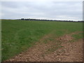 Farmland, Collingthwaite Farm