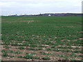 Crop field east of the A60