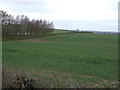 Young oilseed rape crop