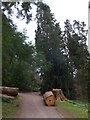 SS9700 : Felled timber on the Beech Walk at Killerton Garden by David Smith