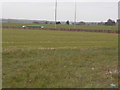 Field between Earls Lane and the M25, Ridge