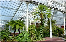 NS6064 : People's Palace: in the Winter Gardens by Lairich Rig