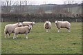 SS9036 : West Somerset : Sheep Grazing by Lewis Clarke
