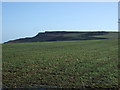 Coastal farmland 