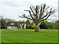 Lopped tree, Little Hallingbury