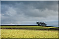 Fields near Robin