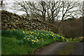 Spring at Forest How, Cumbria