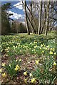 A Host of Golden Daffodils