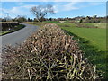 A hedge lined Wing Road