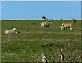 Ewes and lambs next to Wing Road