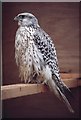 Wild Gyrfalcon (Falco rusticolus) in captivity, Gott