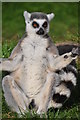SN0902 : Pembrokeshire : Manor House Wildlife Park - Lemur by Lewis Clarke