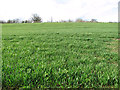 Cereal crop north of Low Road