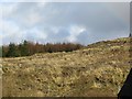 Clear felled slope, Hyndlee