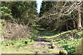 Path into Bower Wood, Minnigaff