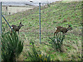 Roe deer at Rutherglen railway station