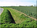 Ditch and oilseed rape beside Metfield Road