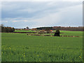 SE7466 : Ripening rapeseed crop near Firby by Pauline E