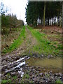 Track through Chawton Park Wood to Bricklin Lane