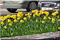 West Cross : Daffodils