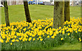 Daffodils, Newtownards (March 2014)