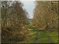 Track through woodland, Penrhyn Mawr