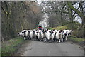NY6140 : Sheep on the road near Hazel Rigg by Bill Boaden