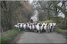 NY6140 : Sheep on the road near Hazel Rigg by Bill Boaden