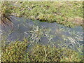 Frogspawn beside Glyndwr